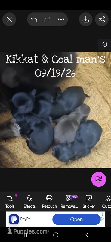 AKC Ebony – Pekingese puppy for sale in Farmington, AR