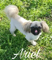 Mushu, a male Pekingese for sale in Farmington, AR – 3 of 3