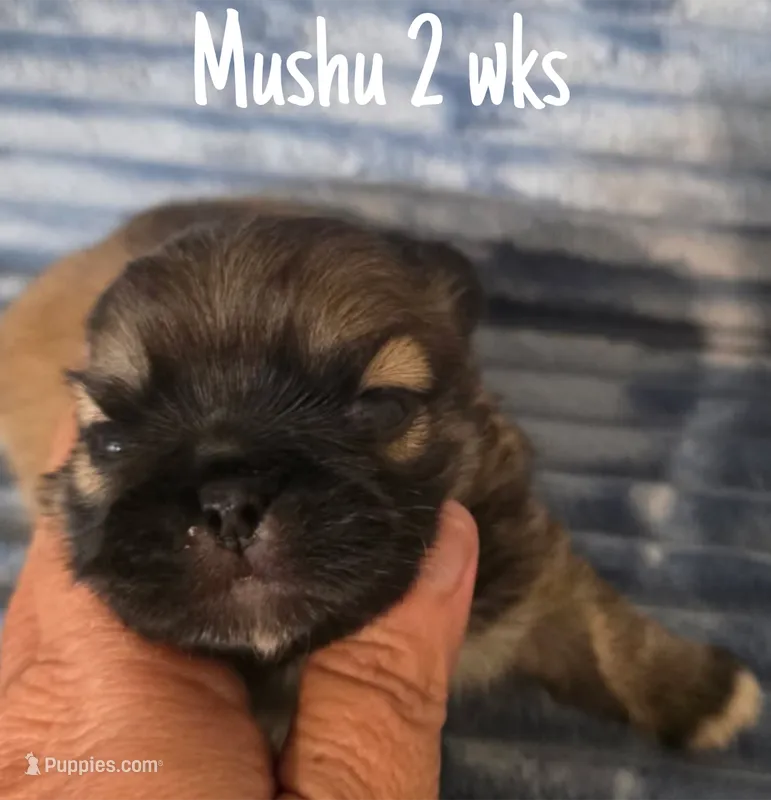 AKC Mushu – Pekingese puppy for sale in Farmington, AR