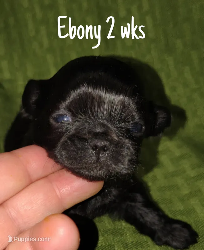 AKC Ebony – Pekingese puppy for sale in Farmington, AR