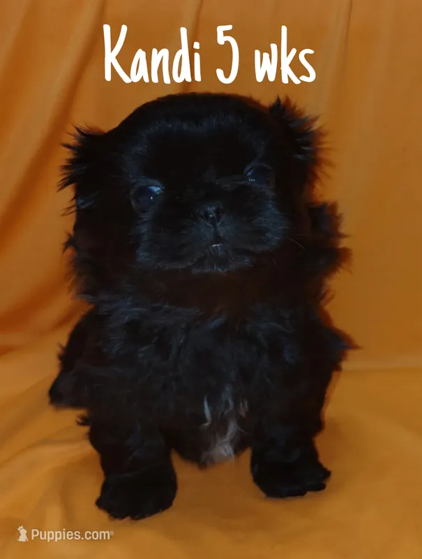 AKC  Kandi – Pekingese puppy for sale in Farmington, AR