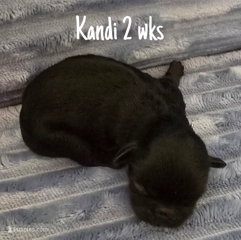 AKC  Kandi – Pekingese puppy for sale in Farmington, AR