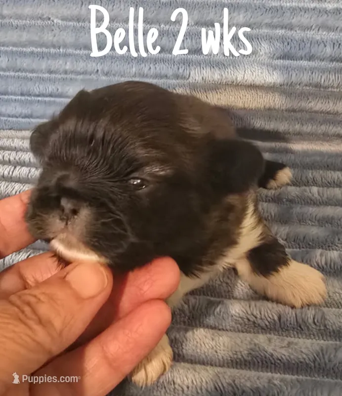 AKC Belle – Pekingese puppy for sale in Farmington, AR
