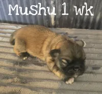 AKC Mushu, a male Pekingese for sale in Farmington, AR – 2 of 5