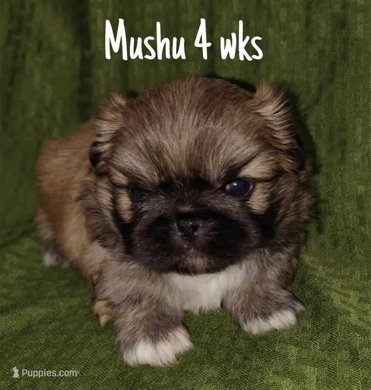 AKC Mushu – Pekingese puppy for sale in Farmington, AR
