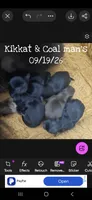 AKC  Kandi, a female Pekingese for sale in Farmington, AR – 1 of 3