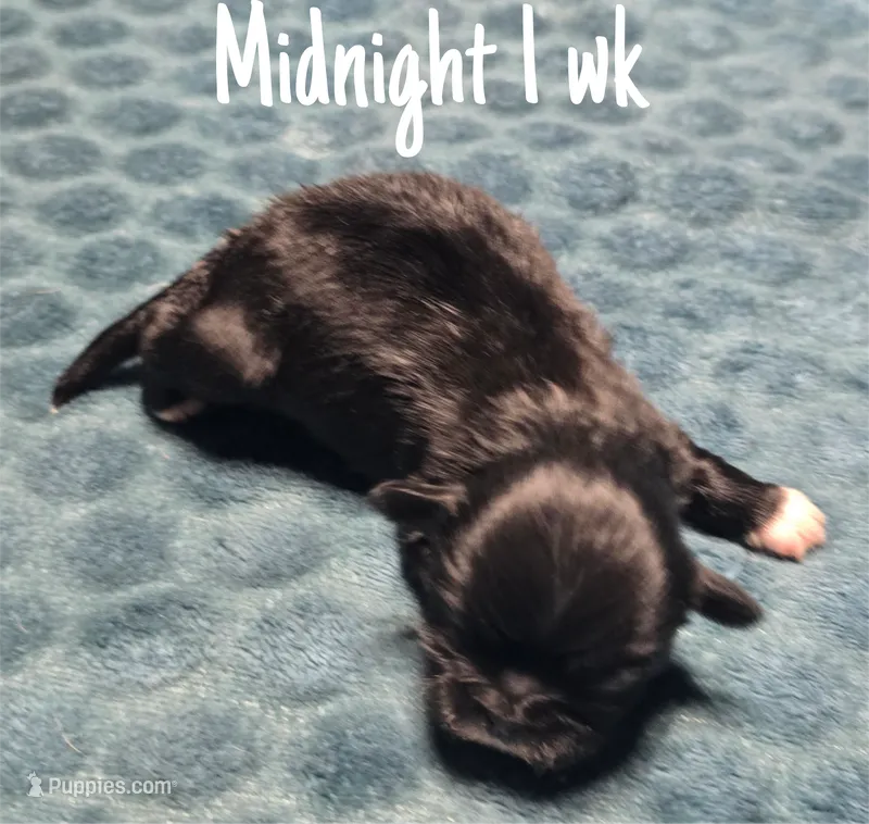 AKC Midnight – Pekingese puppy for sale in Farmington, AR