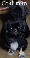 Mushu, a male Pekingese for sale in Farmington, AR – 2 of 3