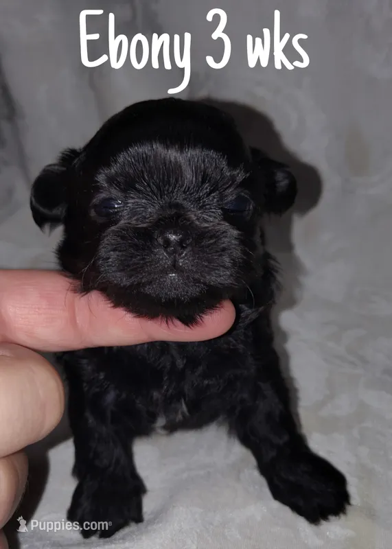 AKC Ebony – Pekingese puppy for sale in Farmington, AR