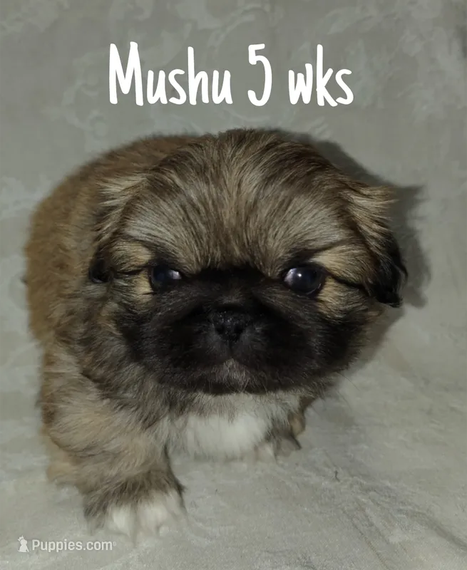 AKC Mushu – Pekingese puppy for sale in Farmington, AR