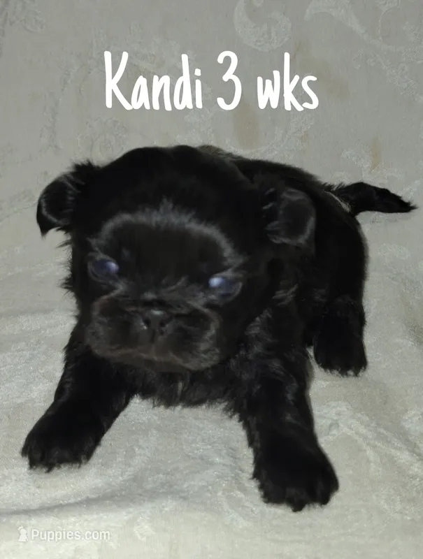 AKC  Kandi – Pekingese puppy for sale in Farmington, AR