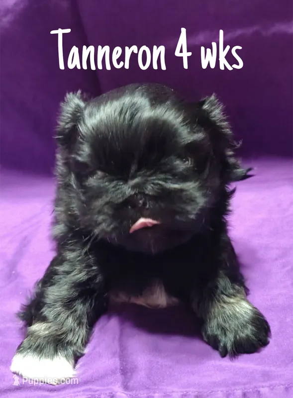 AKC Tanneron – Pekingese puppy for sale in Farmington, AR