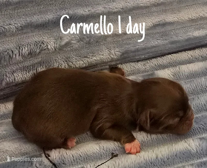 AKC Carmello – Pekingese puppy for sale in Farmington, AR