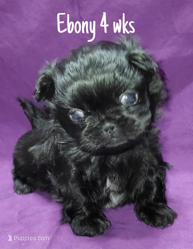 AKC Ebony – Pekingese puppy for sale in Farmington, AR