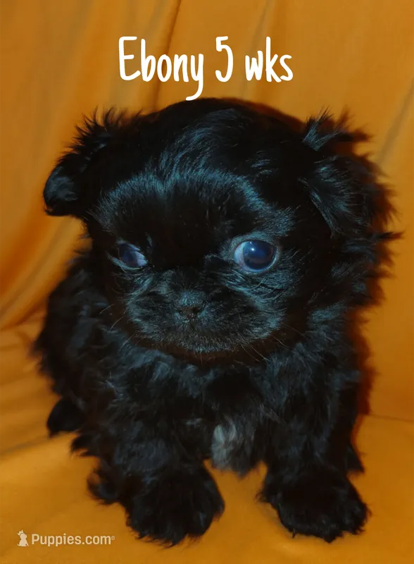 AKC Ebony – Pekingese puppy for sale in Farmington, AR
