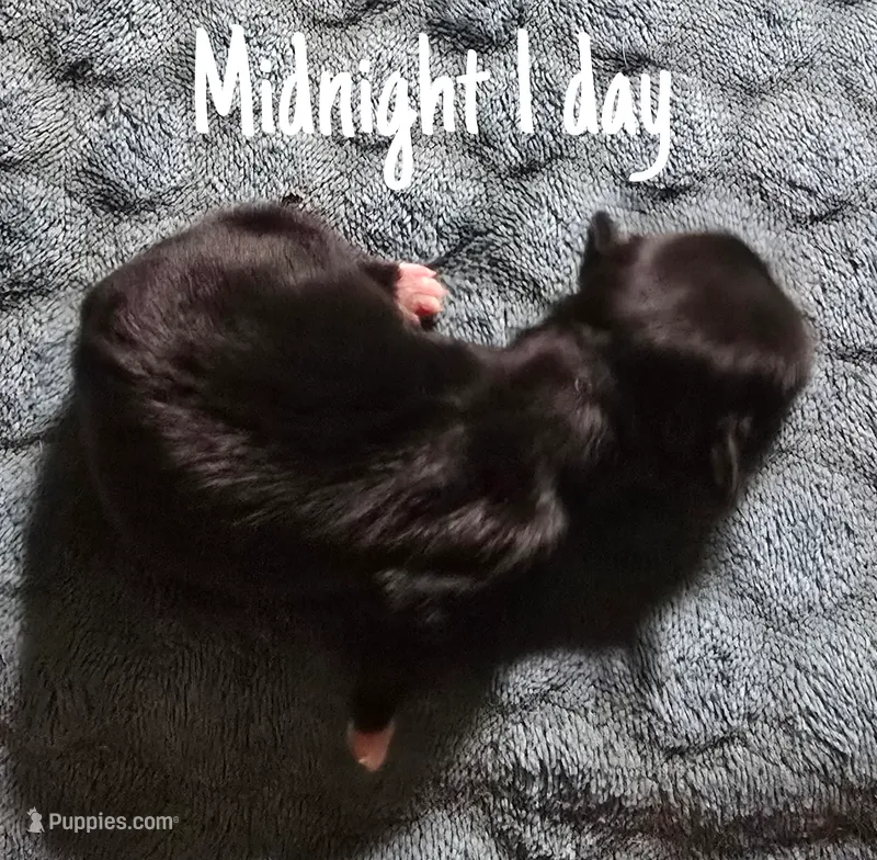 AKC Midnight – Pekingese puppy for sale in Farmington, AR