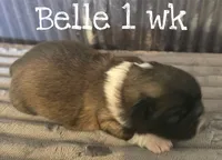 AKC Belle, a female Pekingese for sale in Farmington, AR – 2 of 5