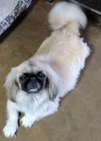 Belle, a female Pekingese for sale in Farmington, AR – 3 of 3