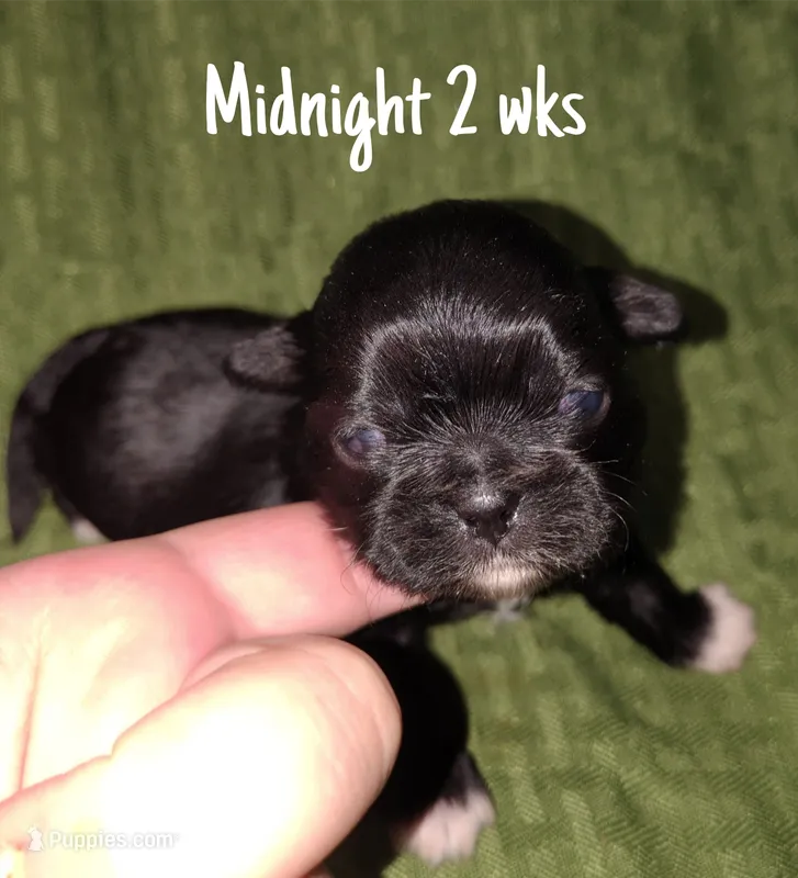 AKC Midnight – Pekingese puppy for sale in Farmington, AR