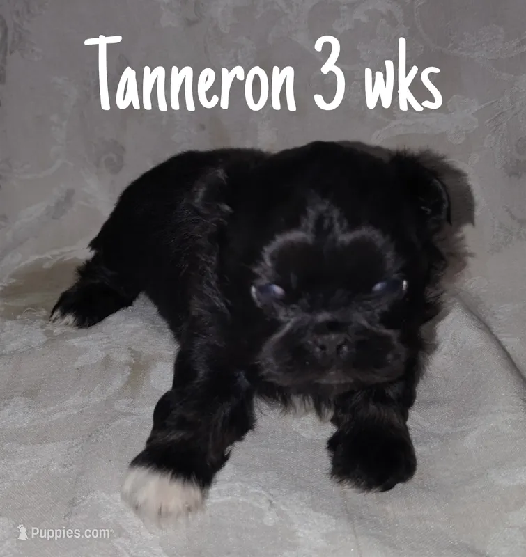 AKC Tanneron – Pekingese puppy for sale in Farmington, AR