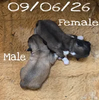 Mushu, a male Pekingese for sale in Farmington, AR – 1 of 3