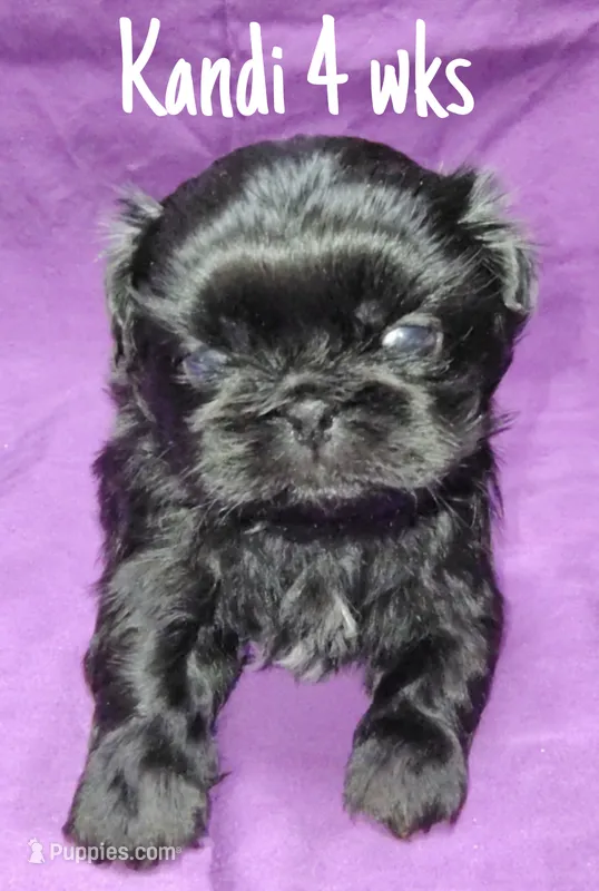 AKC  Kandi – Pekingese puppy for sale in Farmington, AR