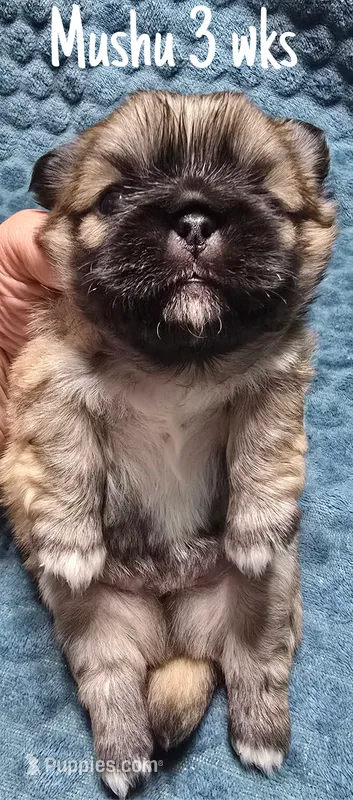 AKC Mushu – Pekingese puppy for sale in Farmington, AR