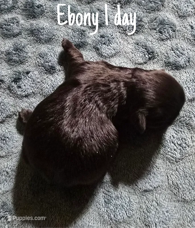 AKC Ebony – Pekingese puppy for sale in Farmington, AR