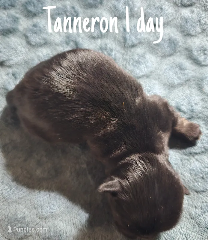 AKC Tanneron – Pekingese puppy for sale in Farmington, AR