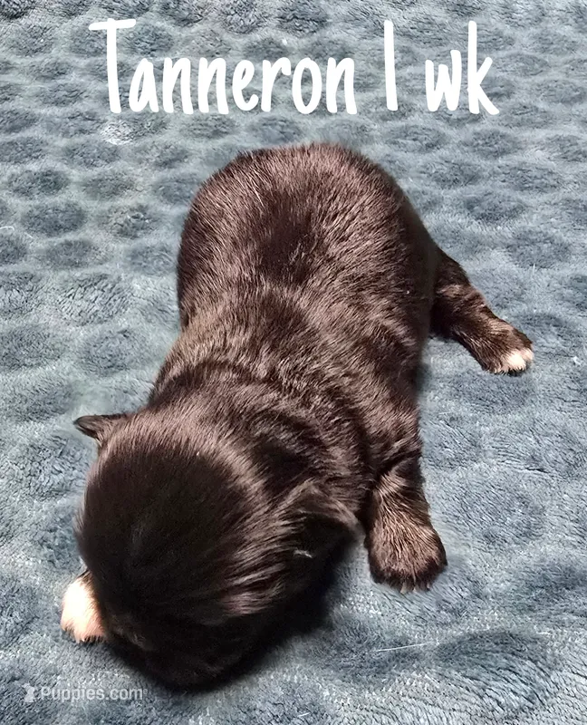 AKC Tanneron – Pekingese puppy for sale in Farmington, AR