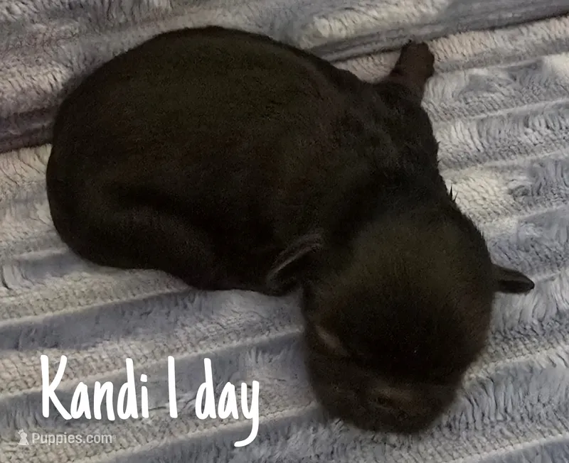 AKC  Kandi – Pekingese puppy for sale in Farmington, AR