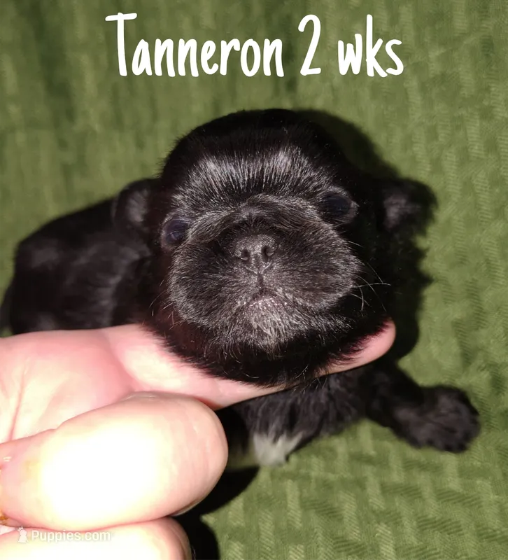 AKC Tanneron – Pekingese puppy for sale in Farmington, AR