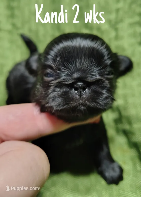 AKC  Kandi – Pekingese puppy for sale in Farmington, AR