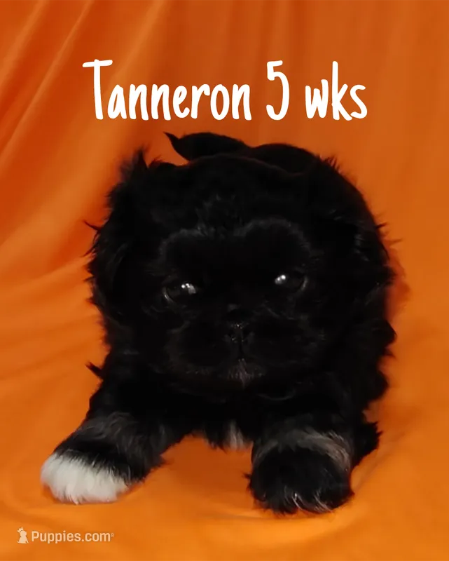 AKC Tanneron – Pekingese puppy for sale in Farmington, AR
