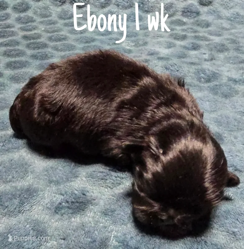 AKC Ebony – Pekingese puppy for sale in Farmington, AR