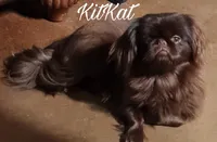 AKC Zion, a male Pekingese for sale in Farmington, AR – 2 of 3