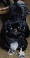 Belle, a female Pekingese for sale in Farmington, AR – 2 of 3