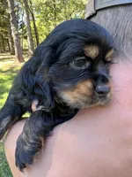 Black and Tan , a female Cocker Spaniel for sale in Ball Ground, GA – 2 of 2