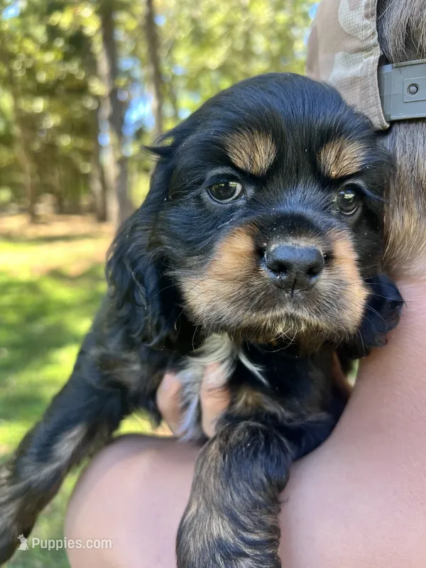 Black and Tan  – Cocker Spaniel puppy for sale in Ball Ground, GA