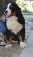 Male puppy, a male Bernese Mountain Dog for sale in Hesperia, CA – 3 of 3