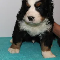 Male puppy, a male Bernese Mountain Dog for sale in Hesperia, CA – Photo 2 of 2