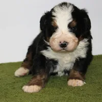Male puppy, a male Bernese Mountain Dog for sale in Hesperia, CA – Photo 1 of 2