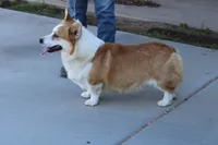 Rider, a male Pembroke Welsh Corgi for sale in Hesperia, CA – Photo 2 of 2