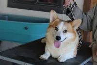 Rider, a male Pembroke Welsh Corgi for sale in Hesperia, CA – Photo 1 of 2