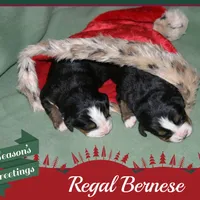 Bernese pup, a male Bernese Mountain Dog for sale in Hesperia, CA – Photo 1 of 2