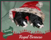 Bernese pup, a male Bernese Mountain Dog for sale in Hesperia, CA – Photo 1 of 2