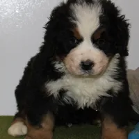 Bernese pup, a male Bernese Mountain Dog for sale in Hesperia, CA – Photo 2 of 2