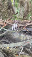 Peewee, a male German Shorthaired Pointer for sale in Brooksville, FL – 2 of 3
