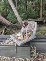 Peewee, a male German Shorthaired Pointer for sale in Brooksville, FL – 3 of 3
