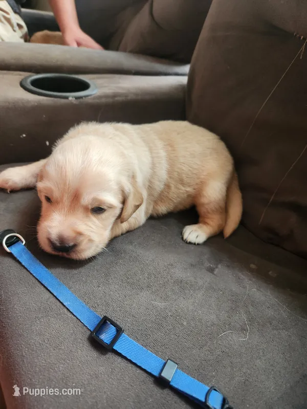 Golden 1 – Golden Retriever puppy for sale in Brooksville, FL
